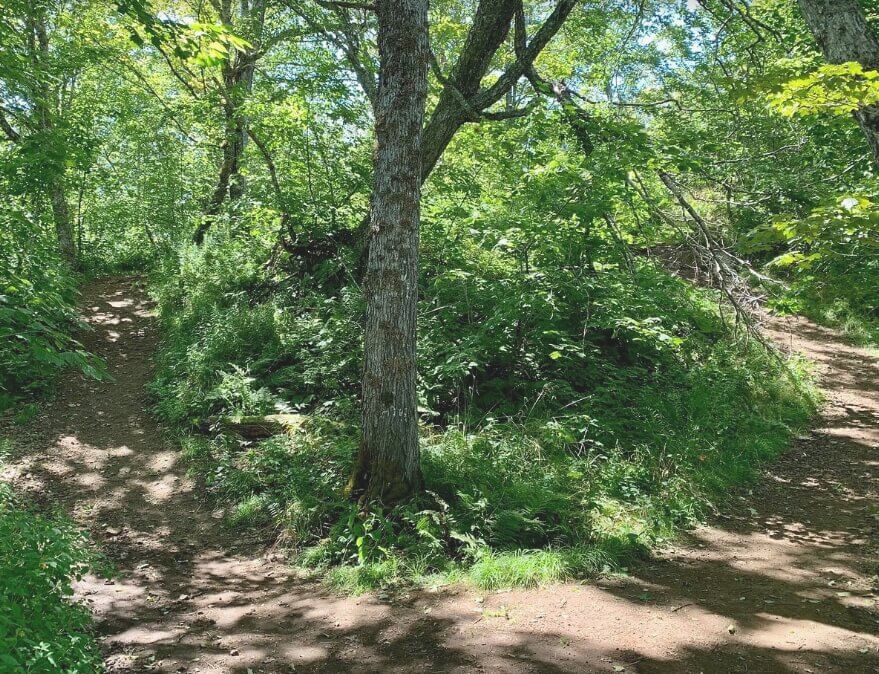 Shaded forest trail along the Cape Split hike in Nova Scotia’s Annapolis Valley