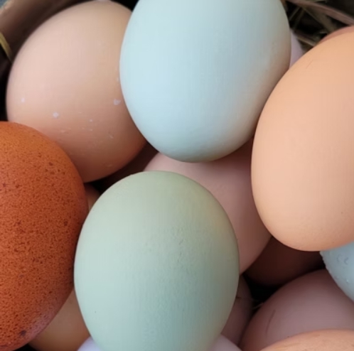 Assorted farm fresh eggs in natural colours from free range chickens
